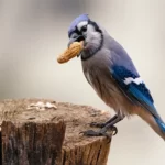 What Birds Eat Peanuts