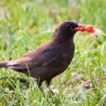 Can birds eat strawberries