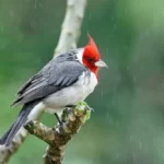 Can Birds Fly In The Rain
