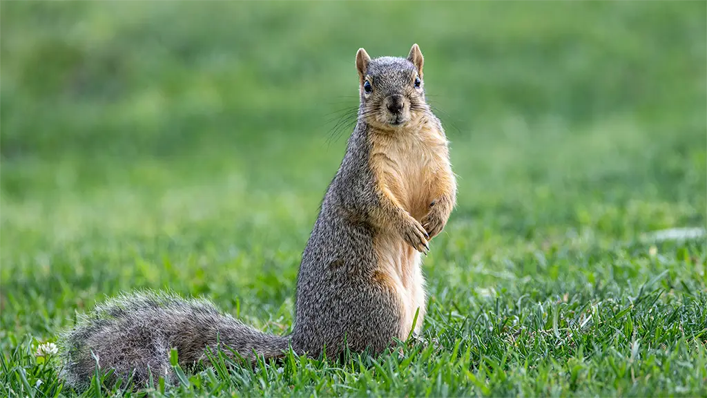 Squirrels Eat Bird Eggs