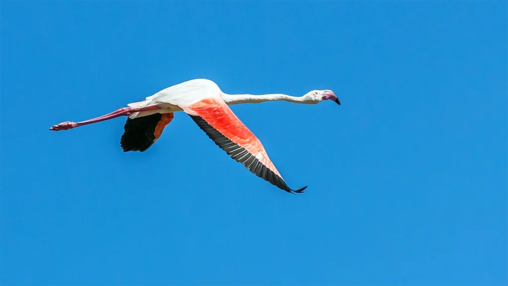 A single flamingo flying across a clear sky
